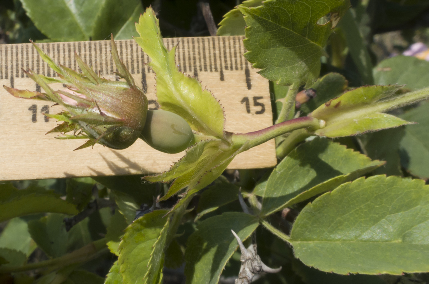 Image of Rosa corymbifera specimen.