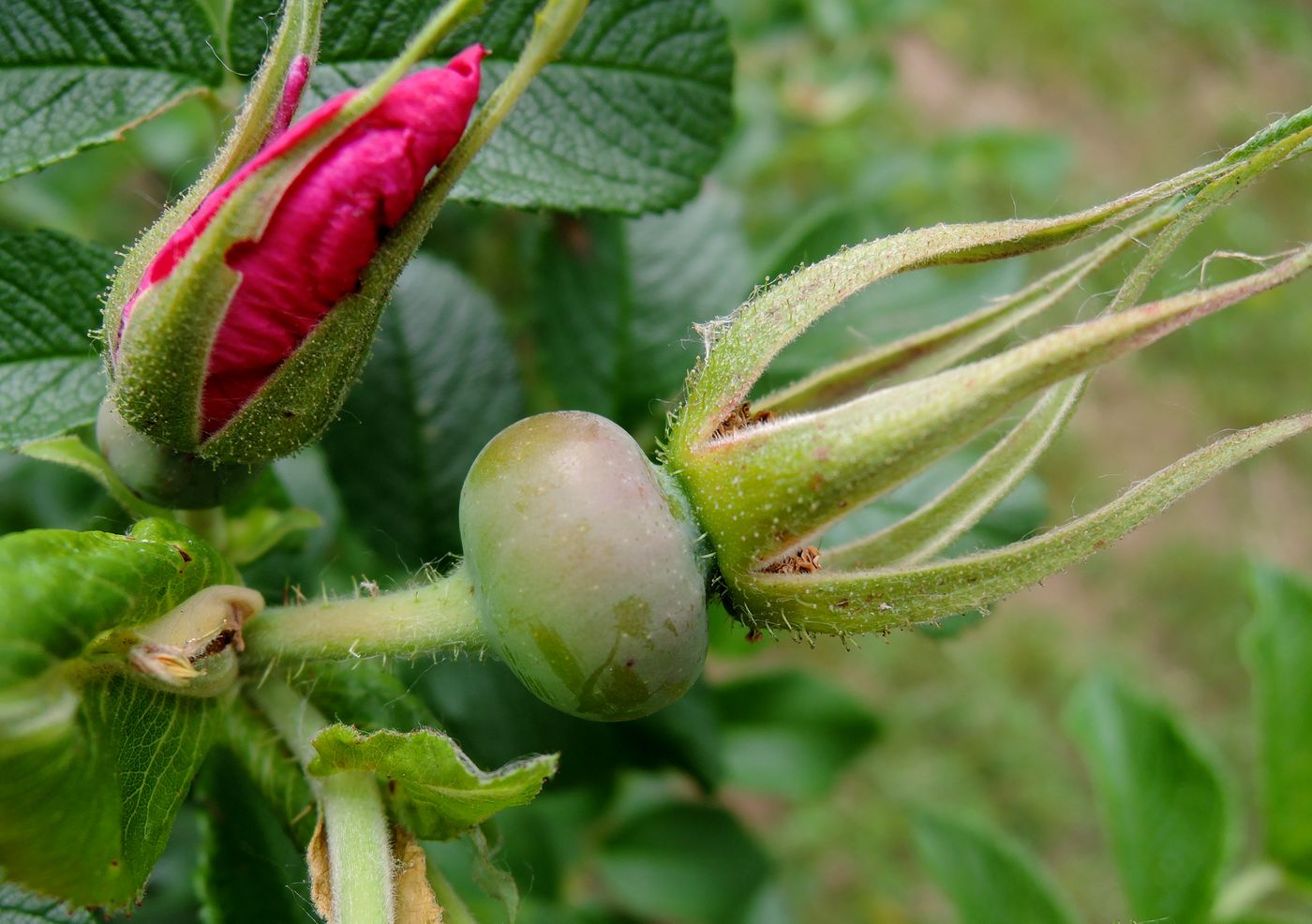 Image of Rosa rugosa specimen.