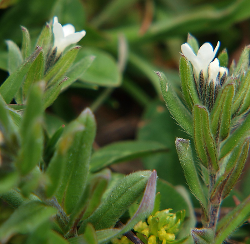 Image of Buglossoides arvensis specimen.