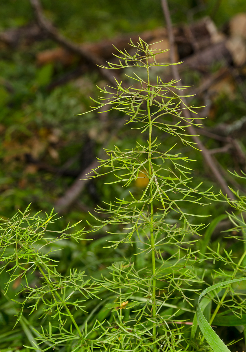 Image of Adonis vernalis specimen.