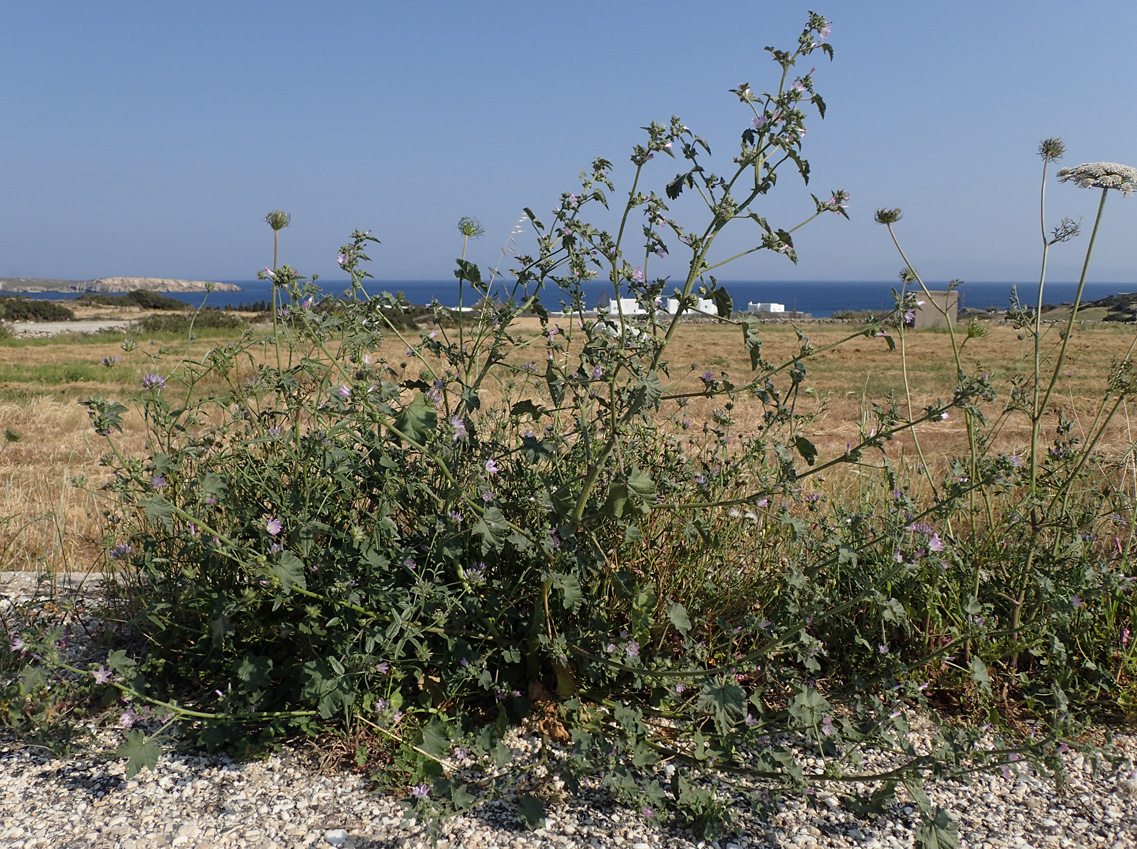 Image of Malva multiflora specimen.