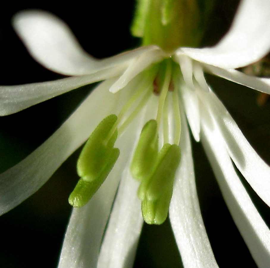 Изображение особи Silene nutans.