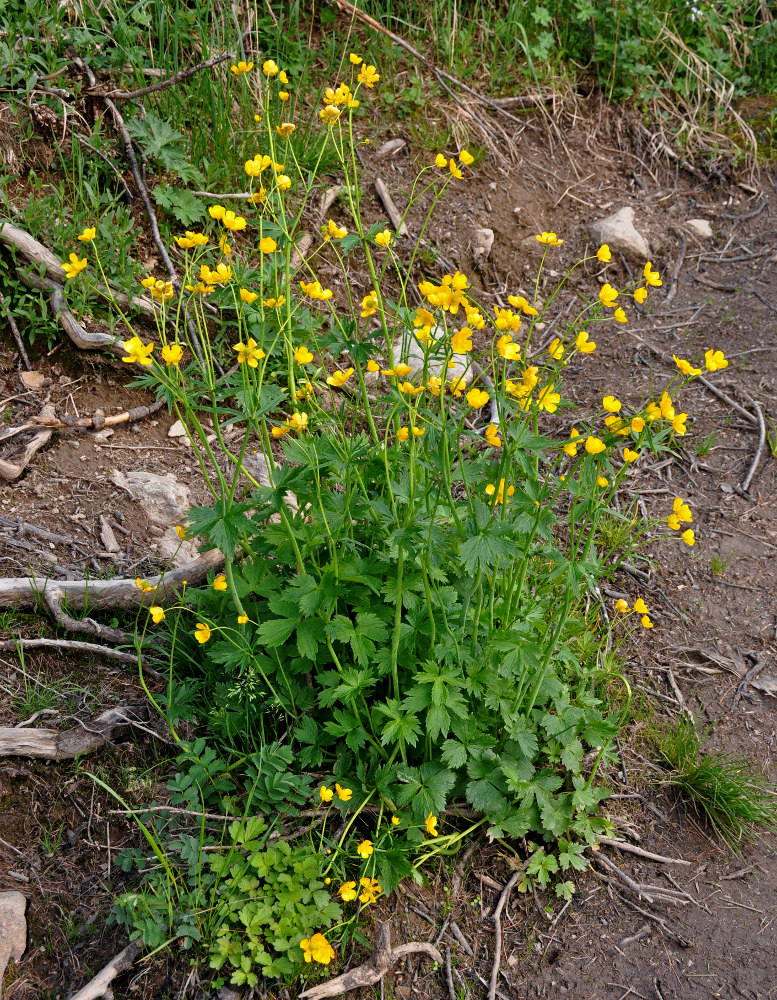 Image of Ranunculus grandifolius specimen.