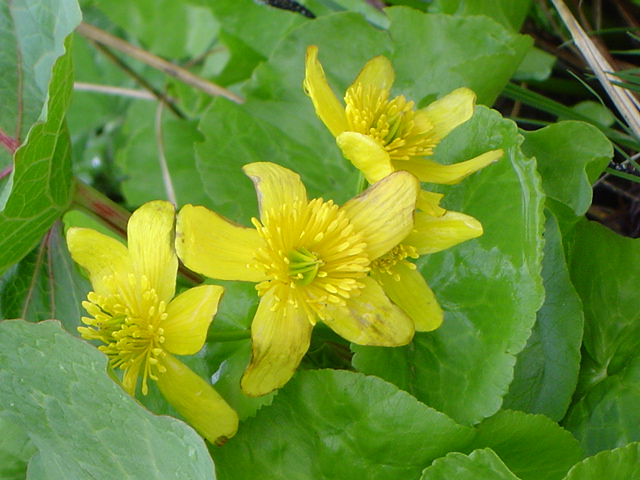 Image of Caltha polypetala specimen.