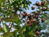 Lagerstroemia indica