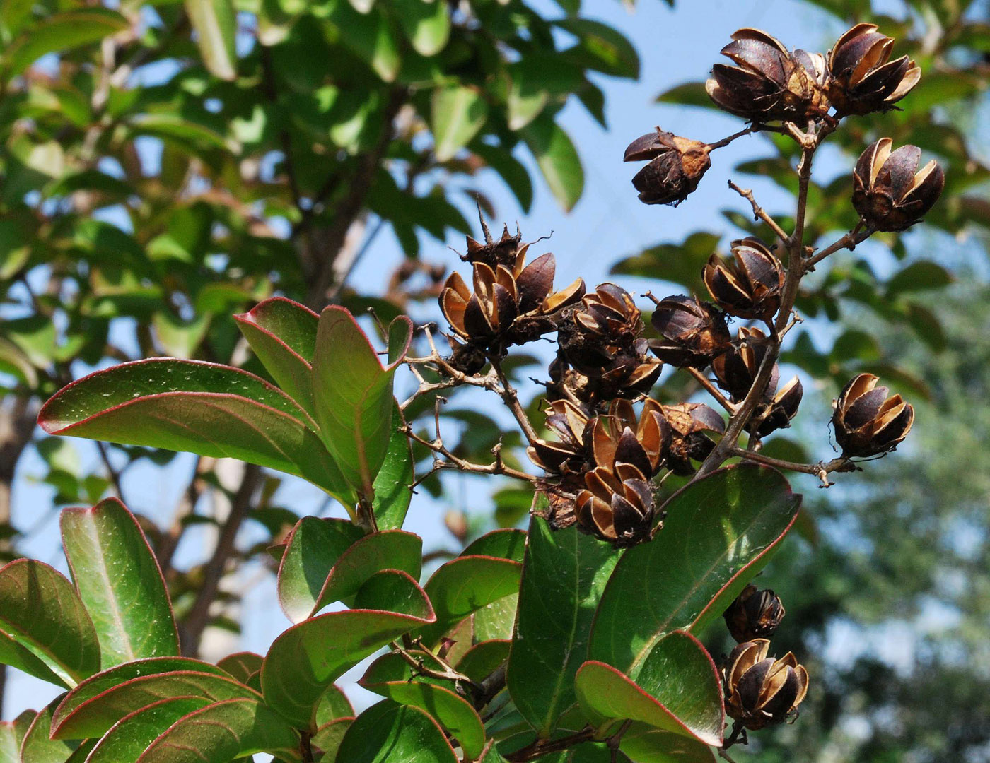 Изображение особи Lagerstroemia indica.