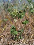 Trifolium retusum