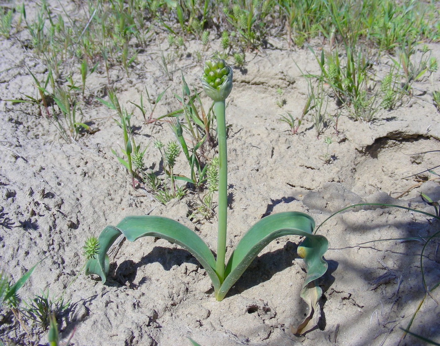 Image of Allium tulipifolium specimen.