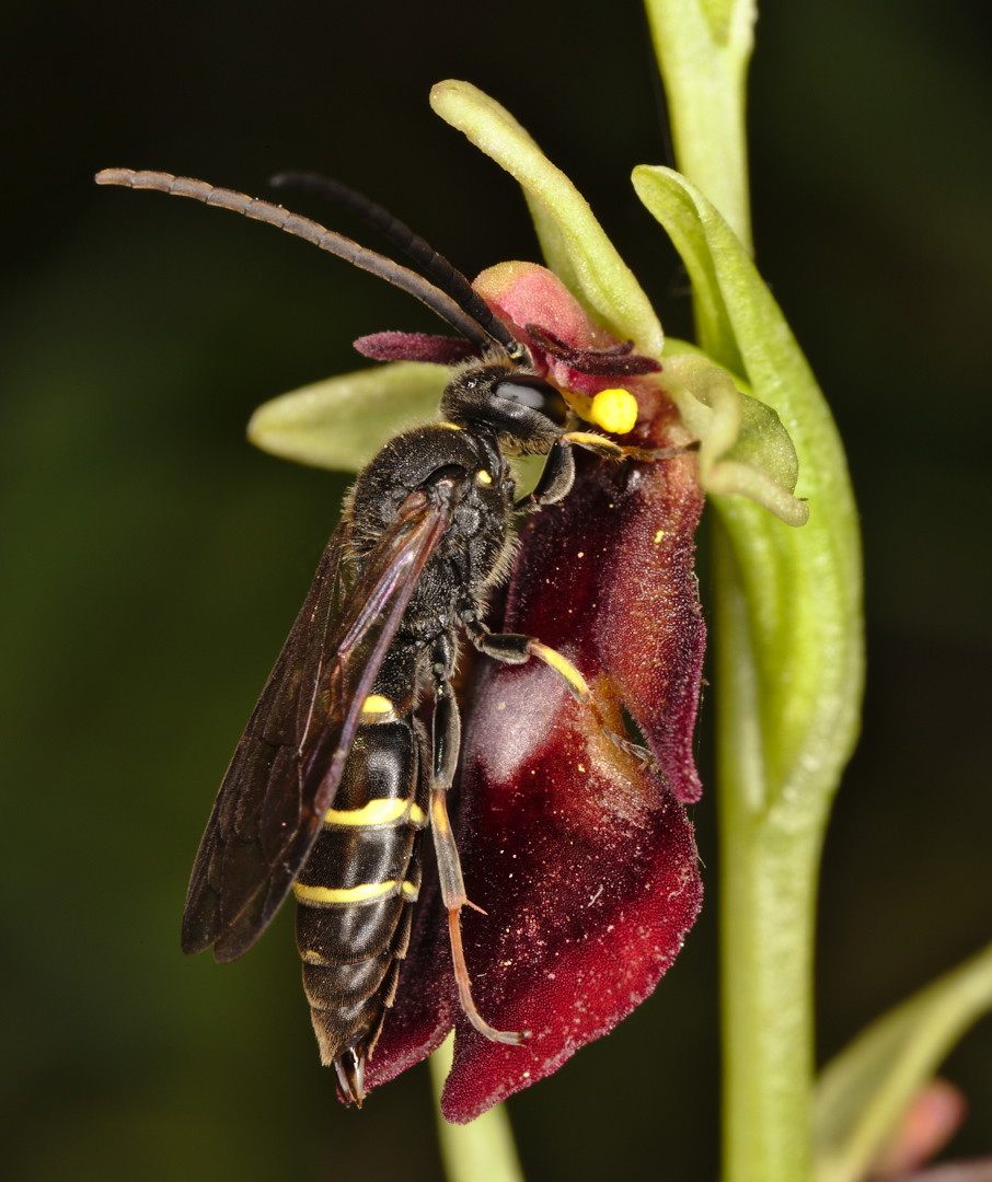 Image of Ophrys insectifera specimen.