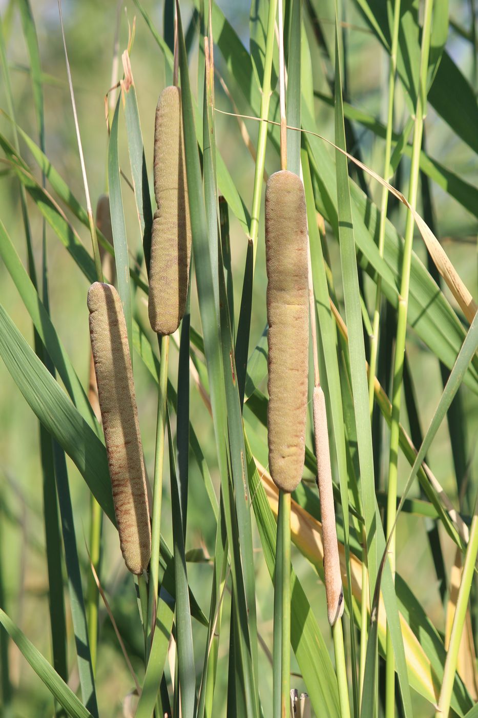 Image of Typha angustifolia specimen.