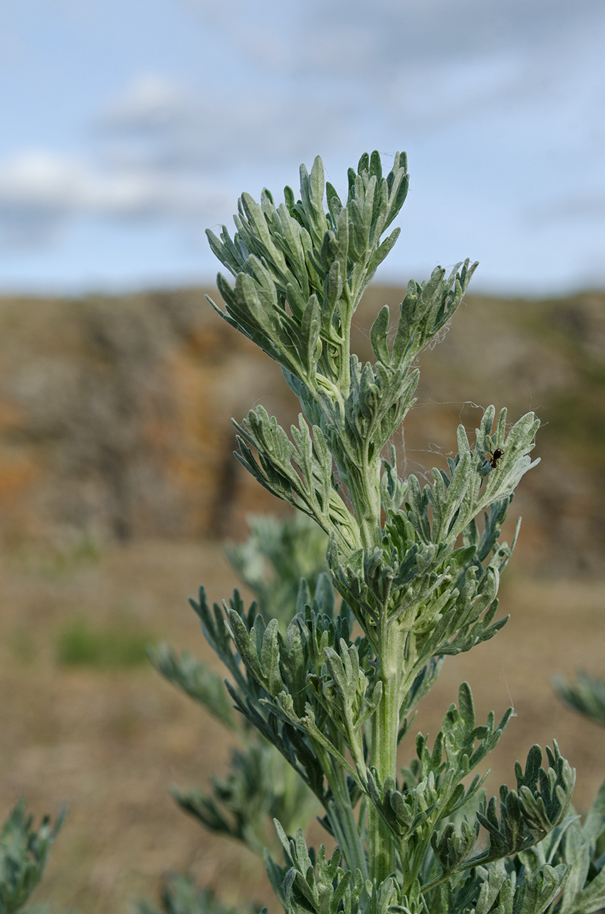 Image of Artemisia absinthium specimen.