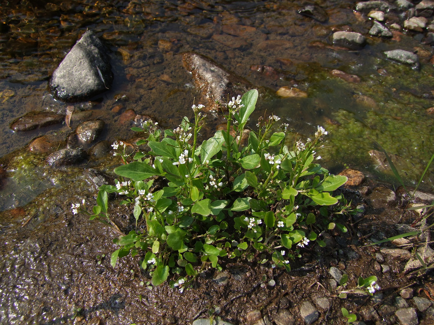 Image of Cardamine regeliana specimen.