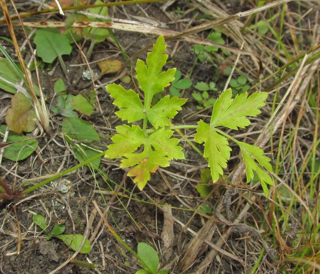 Изображение особи семейство Apiaceae.