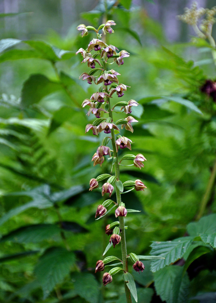 Image of Epipactis helleborine specimen.