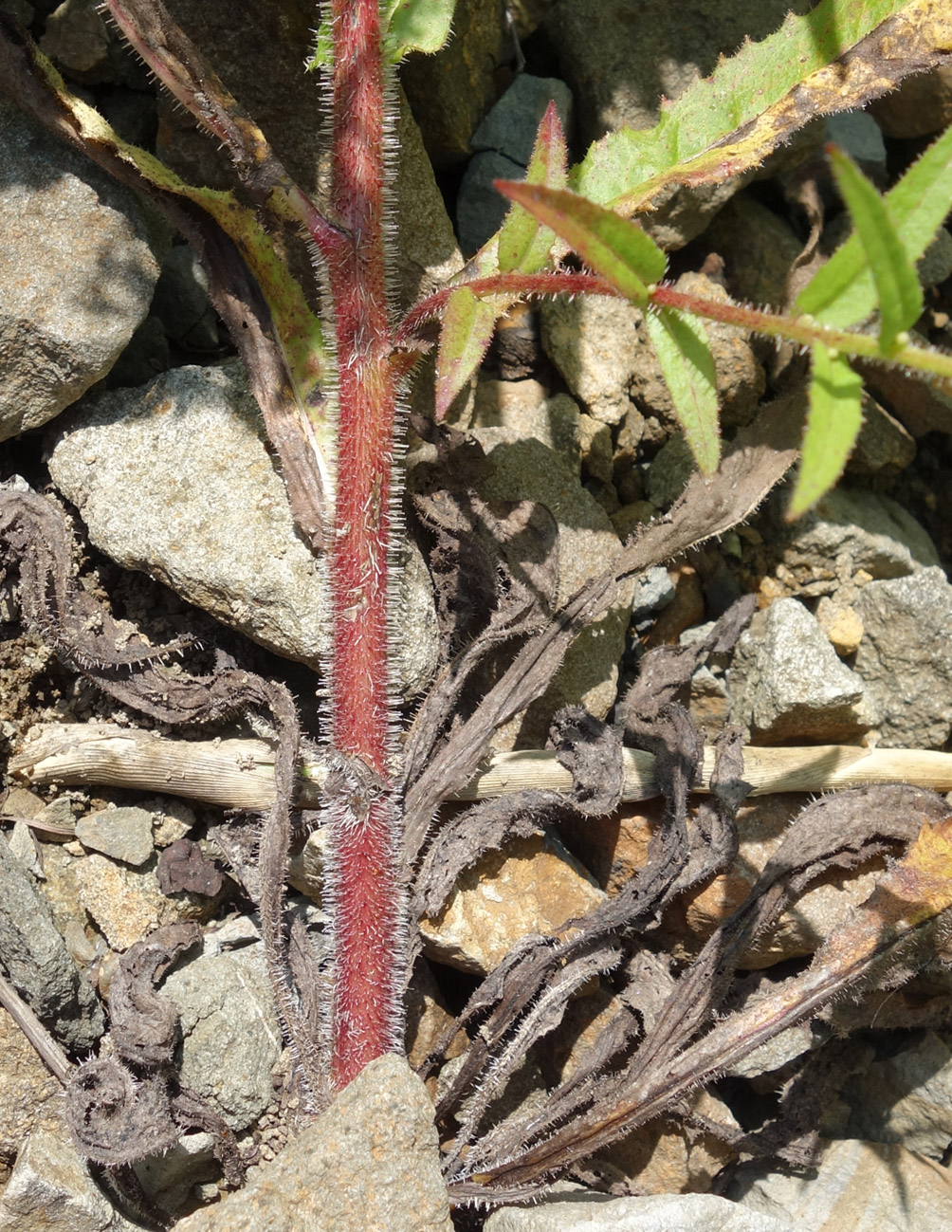 Image of Picris japonica specimen.