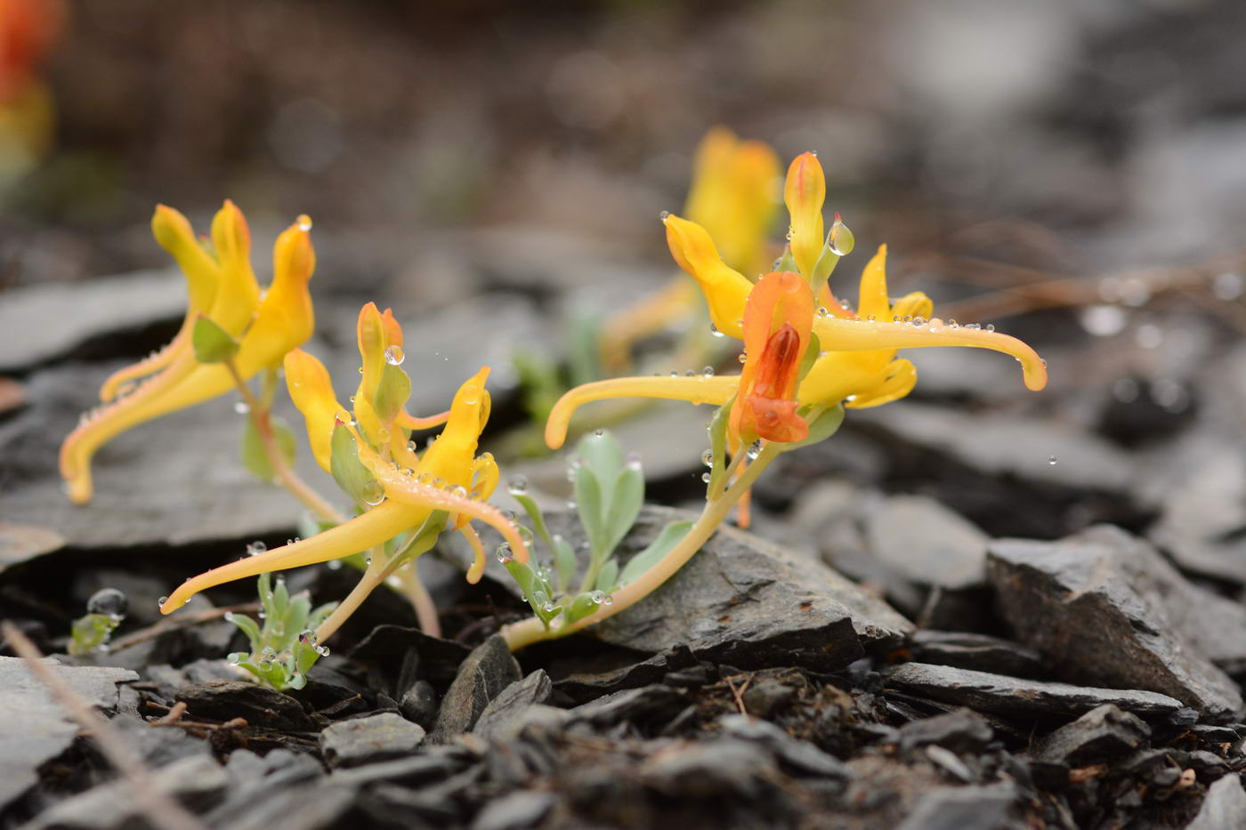 Изображение особи Corydalis sewerzowii.