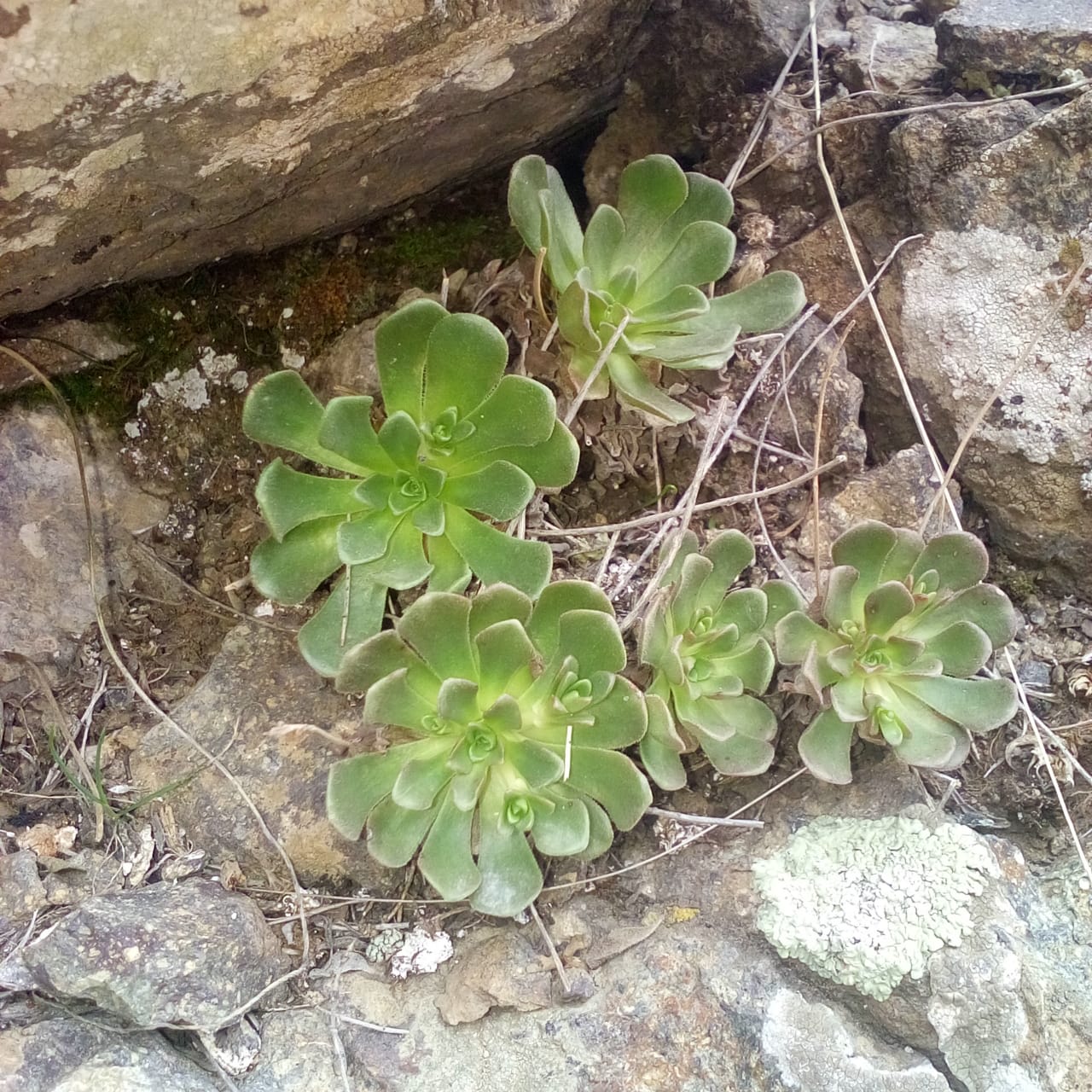 Image of genus Rosularia specimen.