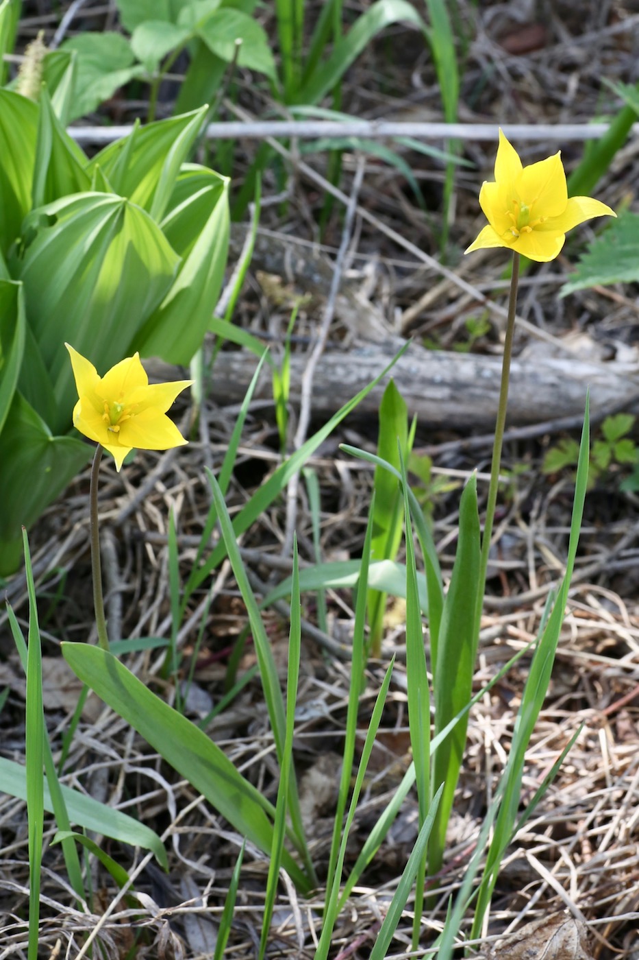 Image of Tulipa biebersteiniana specimen.