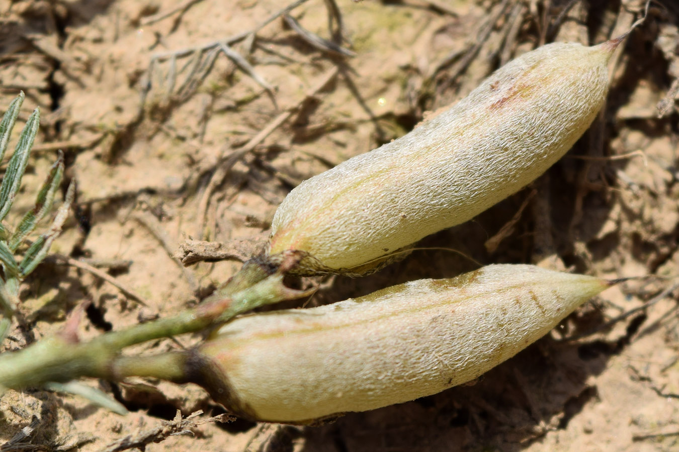 Image of Astragalus dianthus specimen.