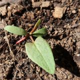 Fallopia convolvulus