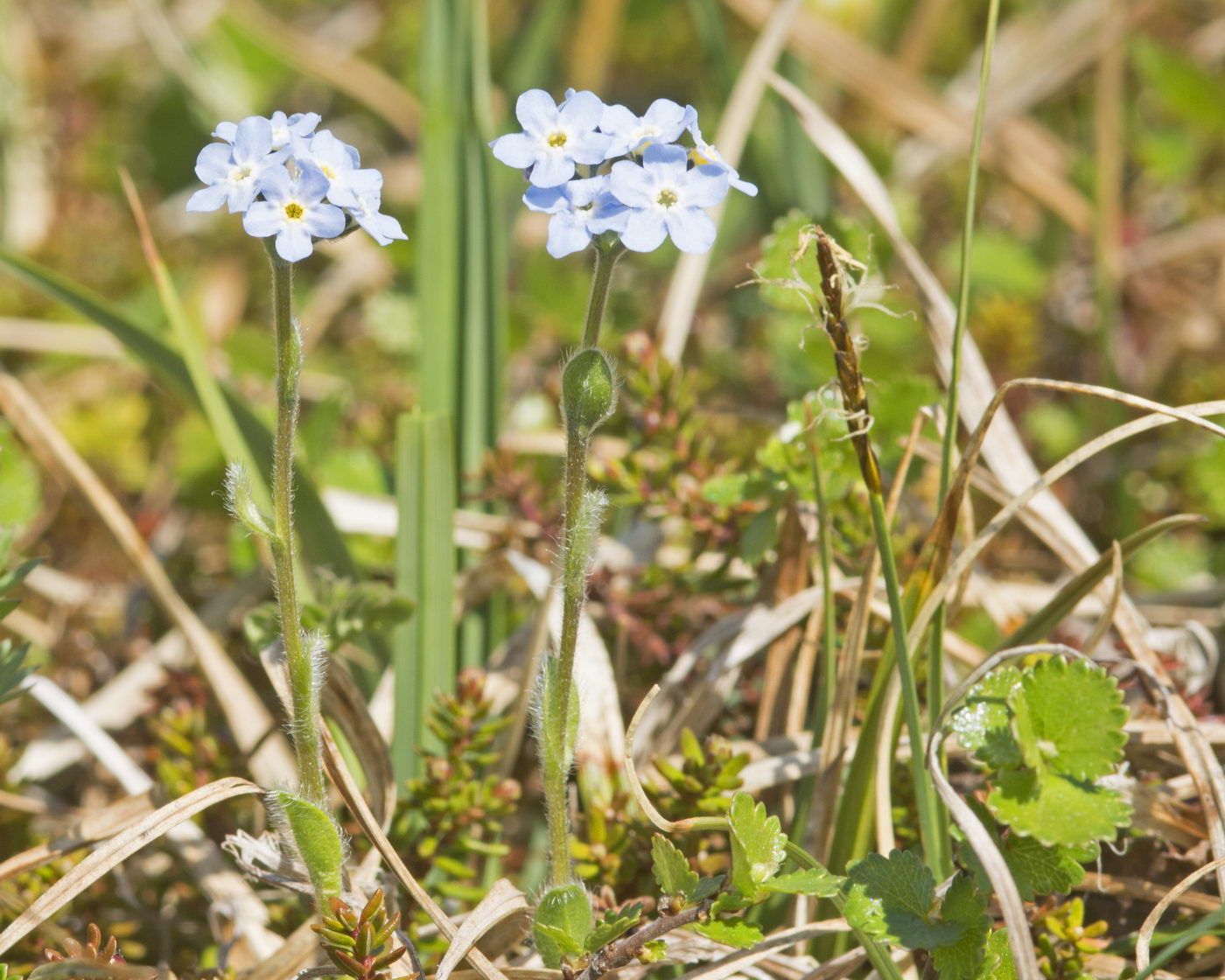 Изображение особи Eritrichium villosum.