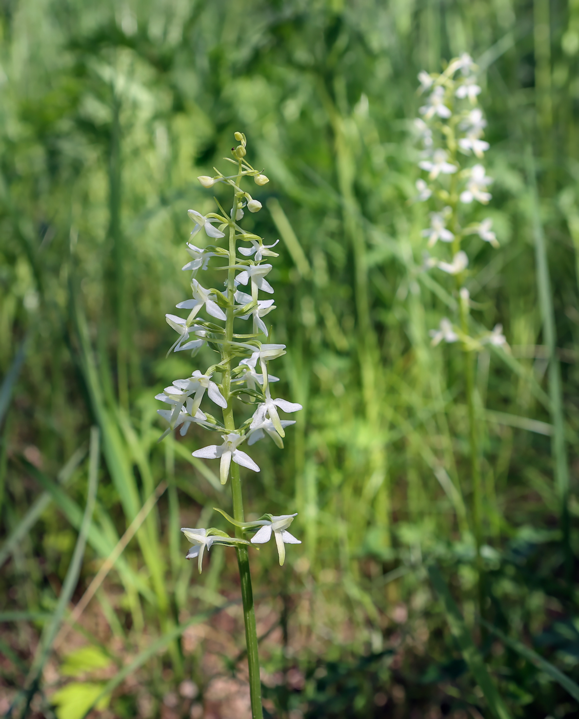 Image of Platanthera bifolia specimen.