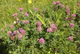 Trifolium medium