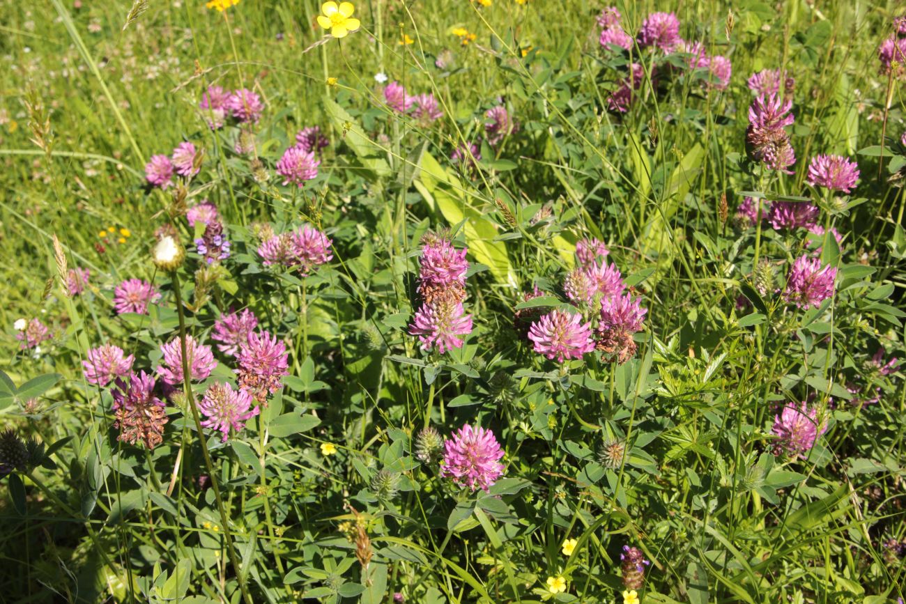 Image of Trifolium medium specimen.