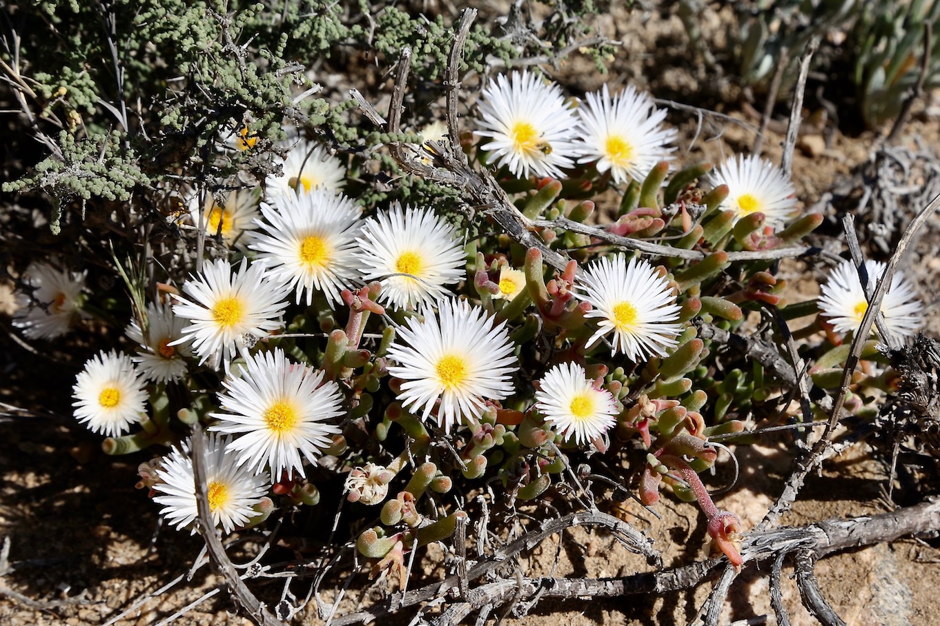 Image of Monilaria moniliformis specimen.