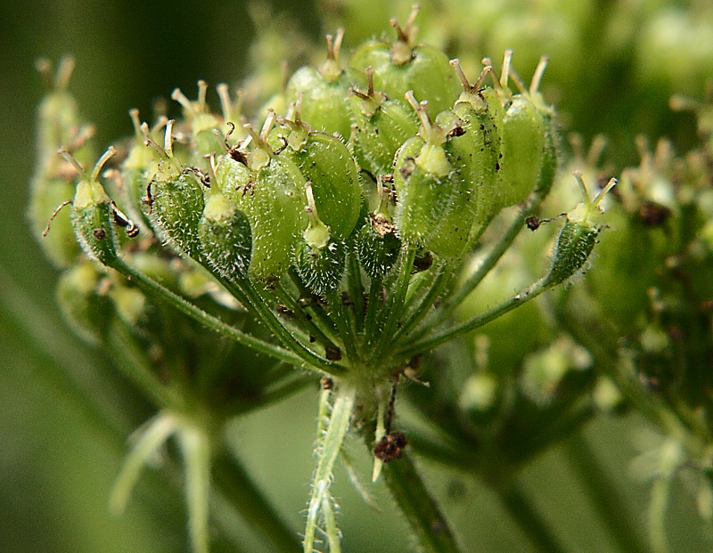 Image of Heracleum moellendorffii specimen.