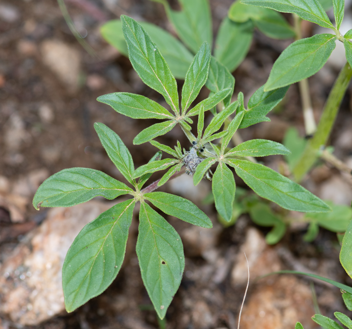 Image of Sesamum triphyllum specimen.