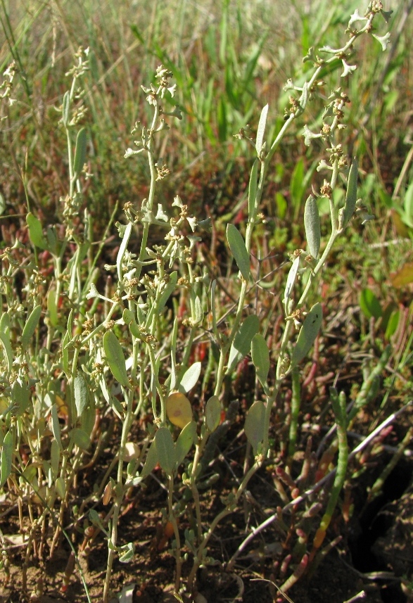 Image of Halimione pedunculata specimen.