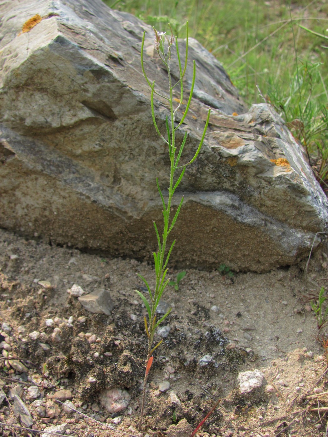 Image of Dontostemon micranthus specimen.