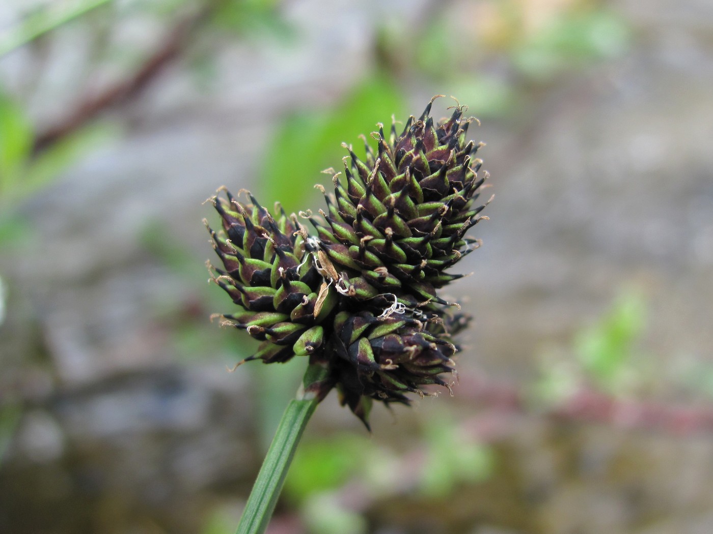 Image of Carex acrifolia specimen.