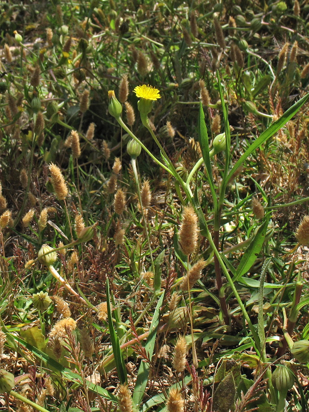 Image of Hedypnois rhagadioloides specimen.