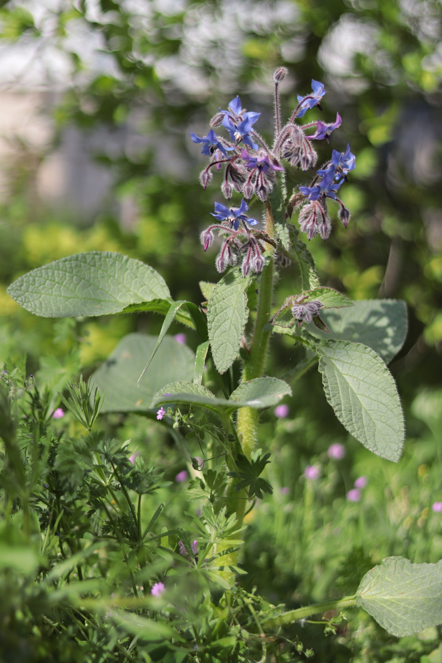 Image of Borago officinalis specimen.