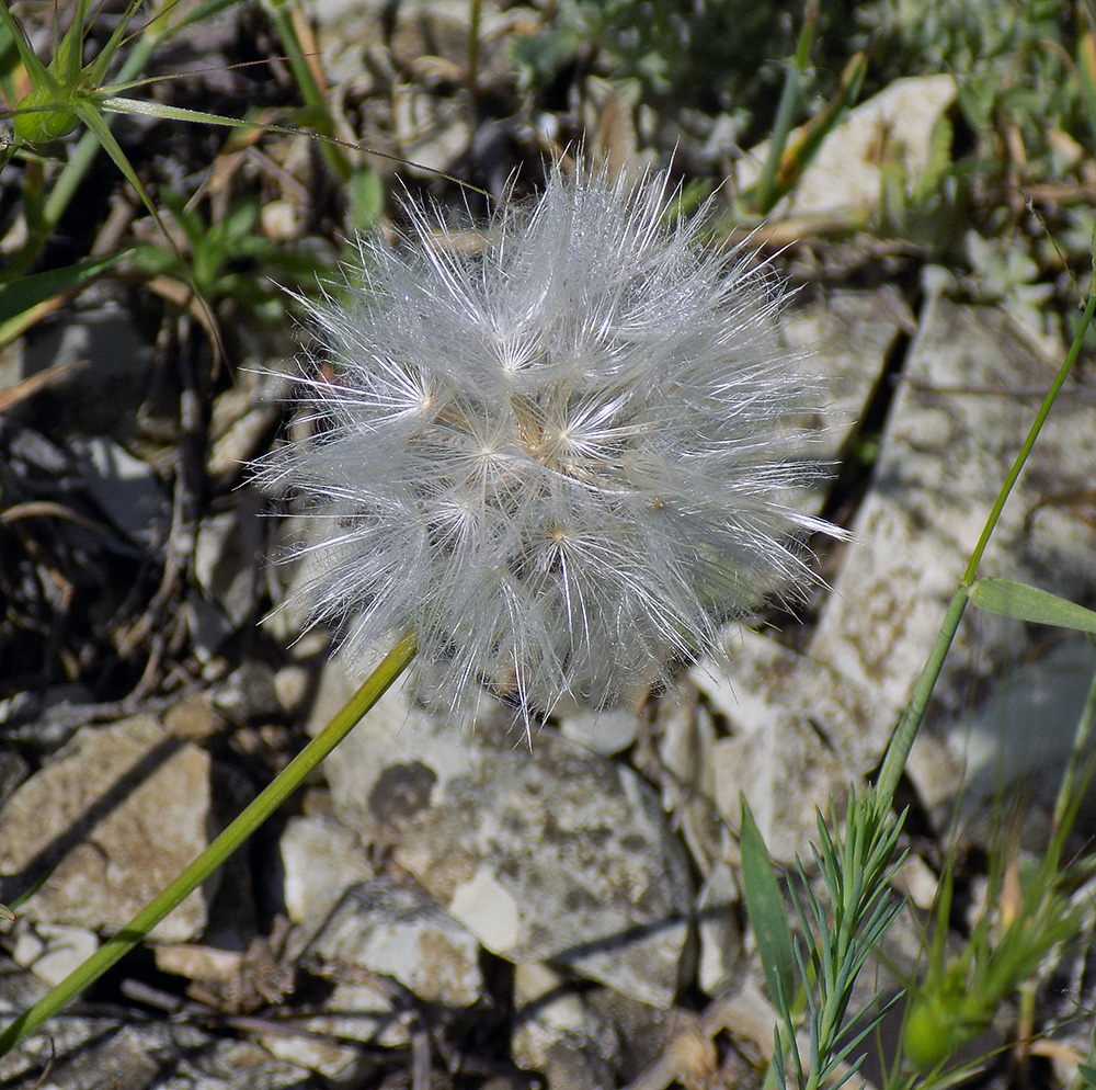 Image of Scorzonera lachnostegia specimen.