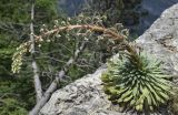 Saxifraga longifolia. Бутонизирующее растение (сорванное для съёмки). Испания, автономное сообщество Каталония, провинция Барселона, комарка Бергеда, муниципалитет Сальдес, подножие горы Педрафорка, окр. смотр. площадки \"Гресолет\", 1557 м н.у.м., каменистый склон северной экспозиции. 15.06.2021.