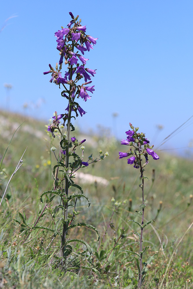 Image of Campanula taurica specimen.