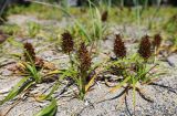 Carex macrocephala