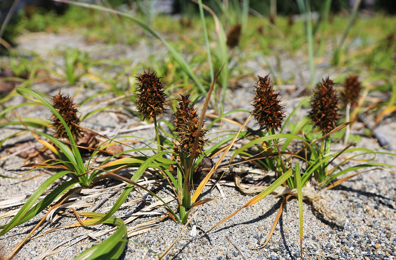 Изображение особи Carex macrocephala.