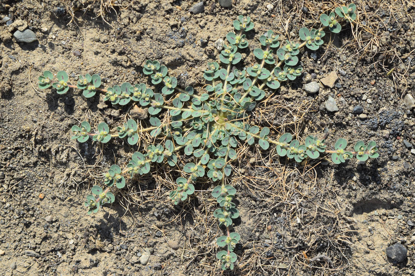 Изображение особи Euphorbia canescens.