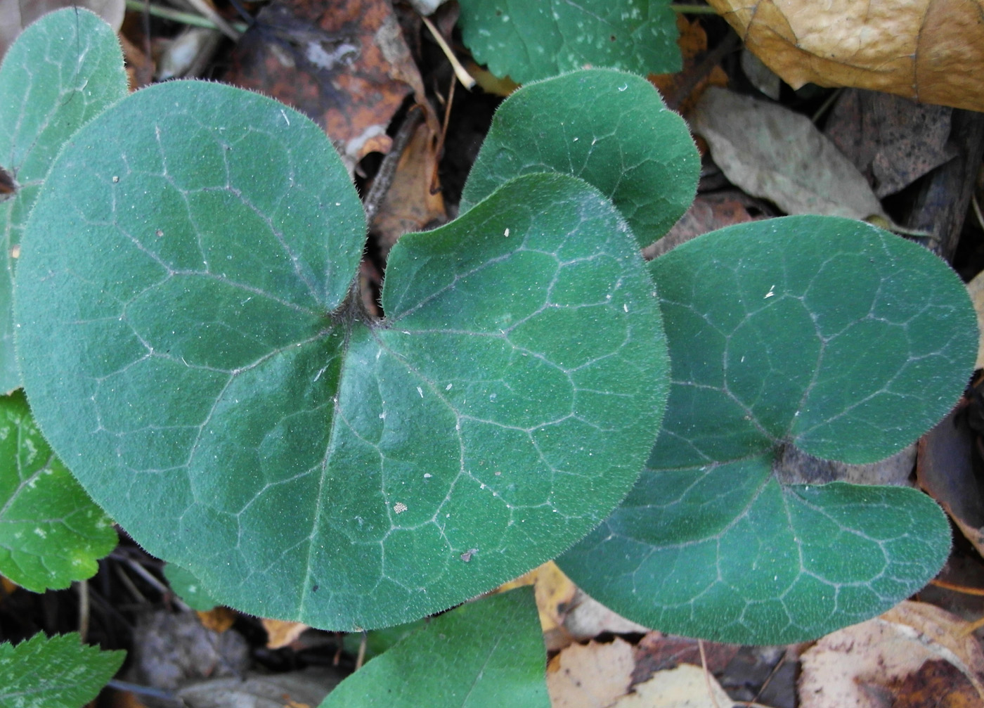 Image of Asarum europaeum specimen.