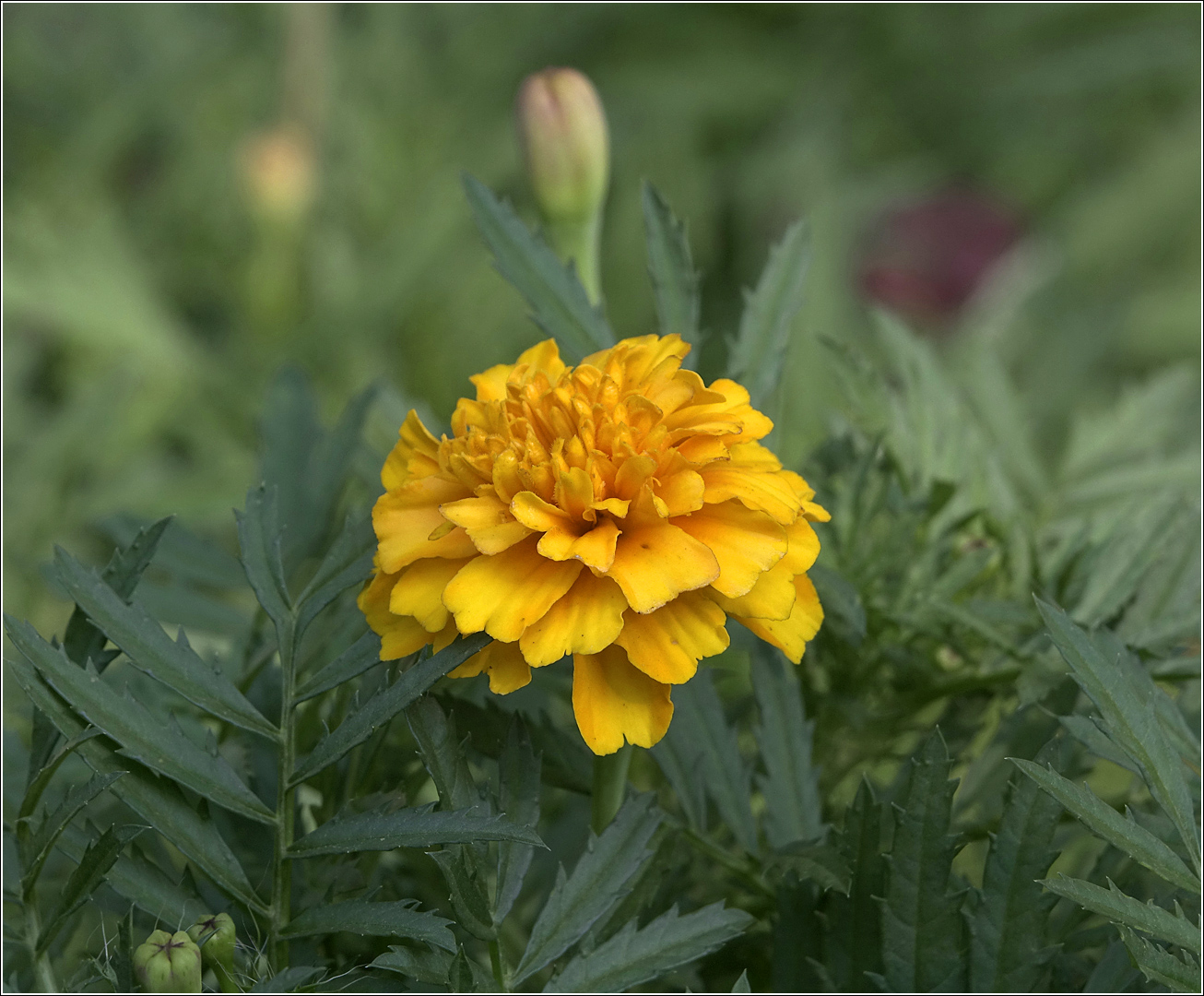 Изображение особи Tagetes patula.