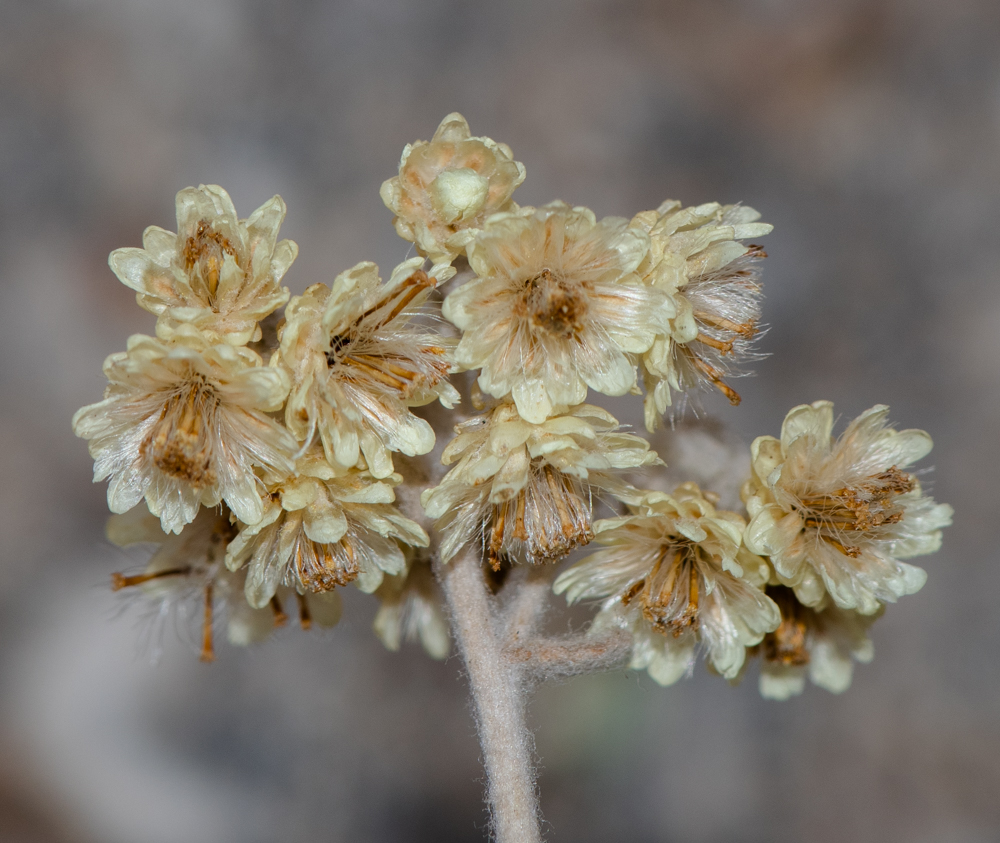 Изображение особи Helichrysum patulum.