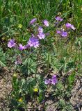 Geranium tuberosum. Цветущие растения. Крым, Караларский природный парк, окр. бухты Коровья, степь. 07.05.2021.