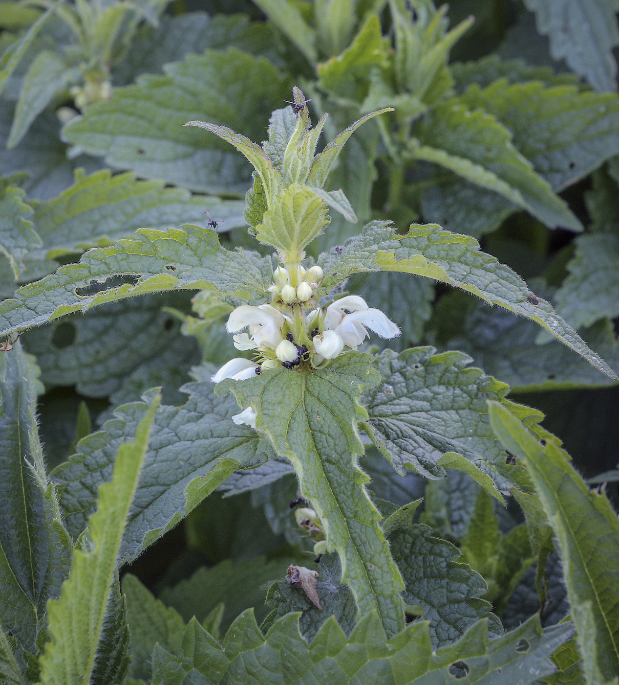 Image of Lamium album specimen.