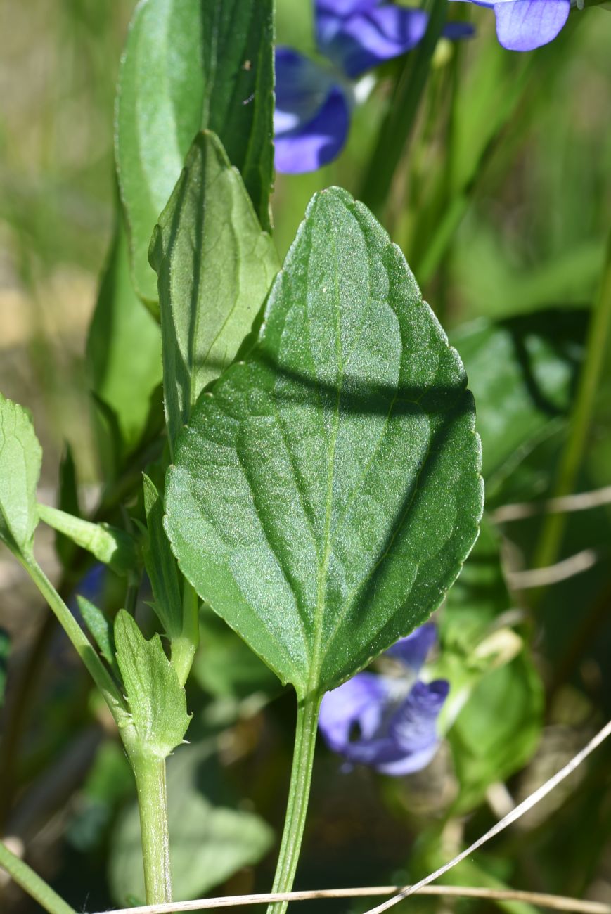 Image of genus Viola specimen.