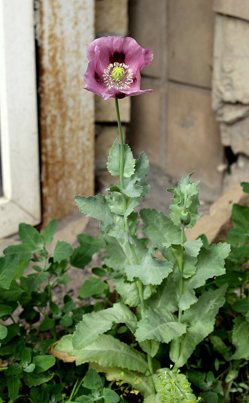 Image of Papaver somniferum specimen.