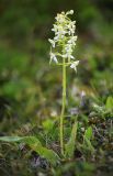 Platanthera × mixta. Цветущее растение. Приморский край, Ольгинский р-н, зал. Владимира, северный берег бухты Средняя, луг на склоне у моря. 07.07.2022.